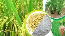 Thị trường lúa gạo ngày 12/5: Giá một số loại lúa tăng