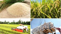 Thị trường lúa gạo ngày 23/5: Giá gạo trong nước ổn định