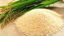 Giá lúa gạo hôm nay 25/5: Giá gạo nguyên liệu ổn định