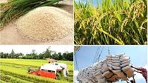 Giá lúa gạo hôm nay 28/5: Gạo trong nước ổn định