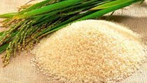 Giá lúa gạo hôm nay 3/6 ổn định