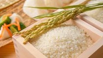 Giá lúa gạo hôm nay 1/7: Tiếp tục ổn định