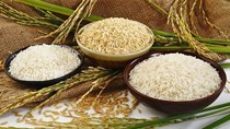 Giá lúa gạo hôm nay 5/7: Gạo nguyên liệu và thành phẩm giảm nhẹ