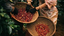 Thị trường cà phê Việt: Giá tăng, sản lượng giảm