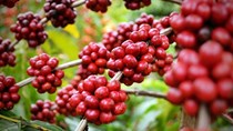Xuất khẩu cà phê vào Bắc Âu: Chú trọng đặc biệt đến chất lượng sản phẩm