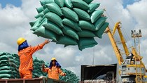 Gỡ khó cho doanh nghiệp xuất khẩu gạo