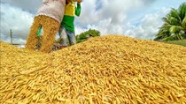 Tiêu thụ lúa tại Đồng bằng sông Cửa Long đã có nhiều cải thiện
