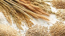 Giá lúa gạo hôm nay 23/8: Giá gạo nguyên liệu và thành phẩm xuất khẩu tăng
