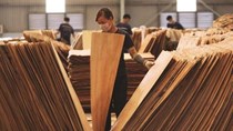 Hoa Kỳ gia hạn thời gian ban hành kết luận điều tra chống lẩn tránh thuế đối với SP gỗ dán cứng 