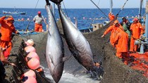 Xuất khẩu cá ngừ tăng trưởng tích cực nhờ những lợi thế trong EVFTA