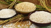 Giá lúa gạo hôm nay 12/10: Gạo nguyên liệu và thành phẩm xuất khẩu tăng