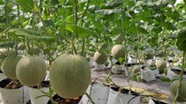 Đẩy mạnh hoạt động tiêu thụ nông sản Việt trực tuyến - Phục hồi kinh tế sau mùa dịch