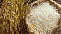 Giá lúa gạo hôm nay 16/11: Gạo nguyên liệu giảm