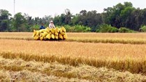 Giá lúa tại khu vực Đồng bằng sông Cửu Long tiếp tục tăng nhẹ