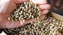 Trung Mỹ và châu Á tăng cường xuất khẩu cà phê