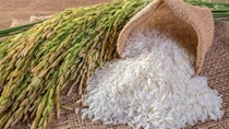 Sửa đổi, bổ sung quy định về chứng nhận chủng loại gạo thơm xuất khẩu sang Liên minh châu Âu