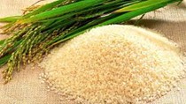 Thị trường lúa gạo ngày 11/3: Giá gạo xuất khẩu tăng