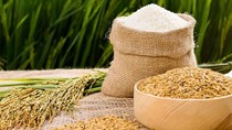 Thị trường lúa gạo ngày 17/3: Giá gạo nguyên liệu ổn định
