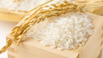 Thị trường lúa gạo ngày 4/5: Gạo nguyên liệu tăng nhẹ