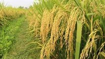 Thị trường nông sản tuần qua: Giá lúa tăng giảm trái chiều