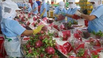 Xuất khẩu trái cây Việt: Tìm cách 'mở cửa' các thị trường giá trị cao