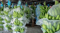 Thị trường Trung Quốc tăng nhập khẩu trái chuối từ Việt Nam