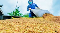 Thị trường nông sản tuần qua: Giá lúa ở ĐBSCL biến động nhẹ