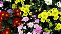 Doanh nghiệp Hàn Quốc cần tìm nhà cung cấp hoa cúc (Natural Chrysanthemum Flower)