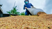 Nông nghiệp Việt Nam trước cơ hội gia tăng giá trị từ các phụ phẩm lúa gạo