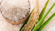 Thị trường lúa gạo trong nước ngày 17/4/2023