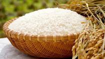 Giá lúa gạo trong nước ngày 11/8/2023: Gạo nguyên liệu giảm