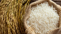 Giá lúa gạo trong nước ngày 28/8/2023: Gạo nguyên liệu ổn định
