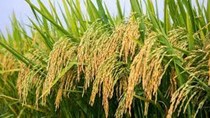 Năm sản xuất lúa gạo thắng lợi của vùng Đồng bằng sông Cửu Long
