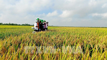 Tăng lợi nhuận và tính bền vững trong sản xuất lúa gạo tại ĐBSCL