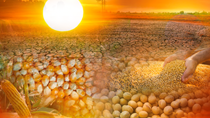 El Nino liệu có khiến giá nguyên liệu chăn nuôi tăng mạnh?
