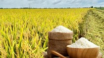 Thị trường hàng hóa trong nước ngày 7/10: Giá lúa gạo ổn định