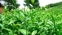 Pakistan-thị trường xuất khẩu chè lớn nhất của Việt Nam