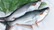 Xuất khẩu cá tra sang Hoa Kỳ sẽ tăng mạnh trong thời gian tới