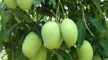 Úc chính thức cấp phép nhập khẩu xoài Việt - Cơ hội lớn tăng xuất khẩu hoa quả Việt v