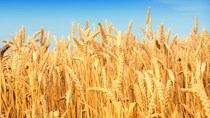 Nhập khẩu lúa mì tăng mạnh
