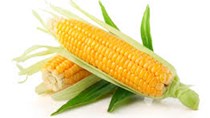 Lượng nhập khẩu ngô tăng nhẹ