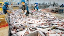 Trung Quốc là thị trường XK cá tra lớn thứ 3 của Việt Nam