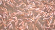Điều kiện sản xuất, kinh doanh giống thủy sản