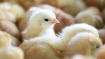 Đề xuất quy định xuất, nhập khẩu giống vật nuôi