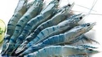 Giá tôm tại Trung Quốc tăng mạnh