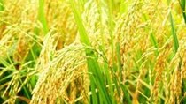 Bình Định: Giá lúa tăng