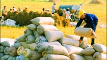 Thị trường lúa gạo tại ĐBSCL đã "bớt nóng"