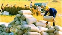Giá gạo tại một số thị trường ngày 16/5/2016