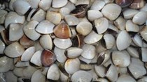 Nghêu rớt giá thê thảm