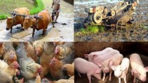 Kim ngạch xuất khẩu nông lâm thuỷ sản đạt hơn 15 tỷ USD trong 6 tháng